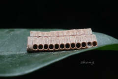 Sosibia