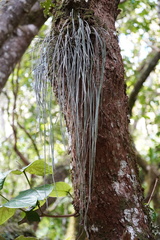 Vittaria isoetifolia