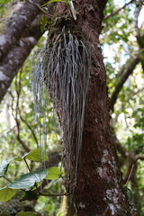 Vittaria isoetifolia