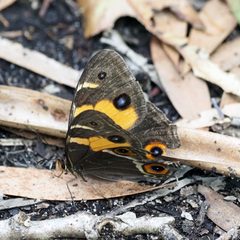 Tisiphone abeona aurelia