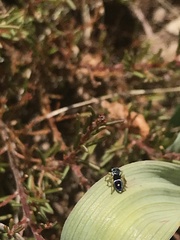 Maratus hesperus