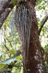 Vittaria isoetifolia