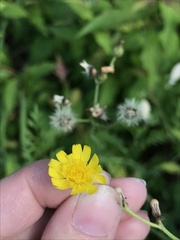 Pilosella piloselloides