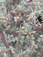 Leptospermum divaricatum