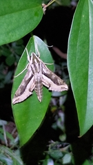 Hippotion velox