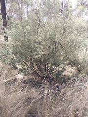 Leptospermum divaricatum