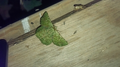 Aeolochroma viridicata