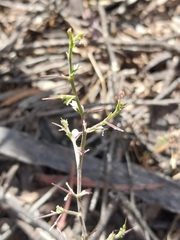 Lepidium aschersonii