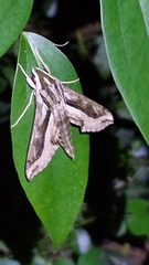 Hippotion velox
