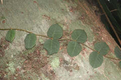 Psychotria serpens