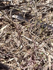 Lepidium aschersonii