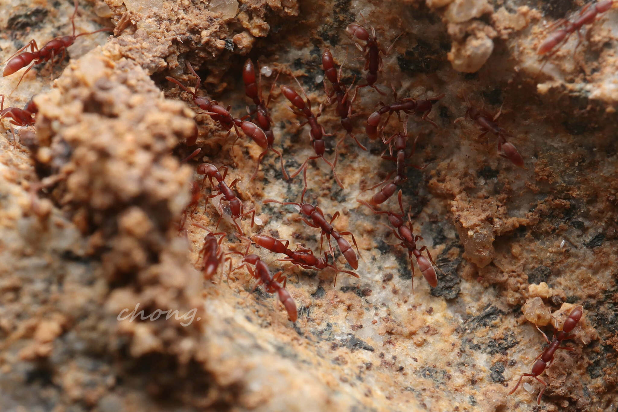 Probolomyrmex longiscapus