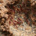 突額針蟻 - Photo 由 虫虫 所上傳的 (c) 虫虫，保留部份權利CC BY-NC