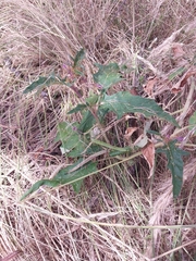 Solanum cinereum