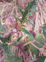 Solanum cinereum