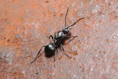 Myrmhopla