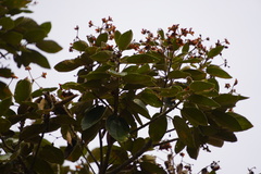 Dombeya