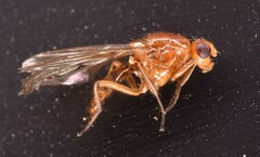 Dryomyza