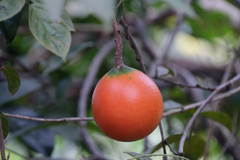 Melodinus suaveolens