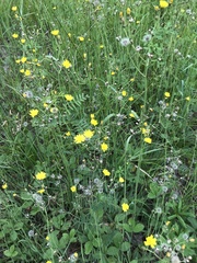 Pilosella piloselloides