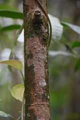Barbella