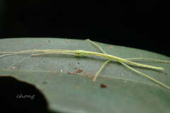 Asceles