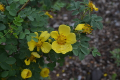 Rosa platyacantha