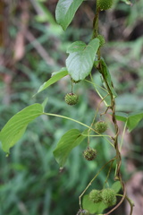 Byttneria grandifolia