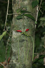 Aeschynanthus moningerae