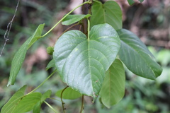 Byttneria grandifolia