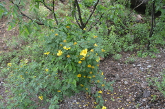 Rosa platyacantha