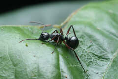 Myrmhopla