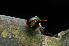 Hemisphaerius rufovarius