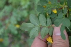 Rosa platyacantha