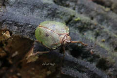 Neogergithoides tubercularis