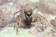 Spartaeinae