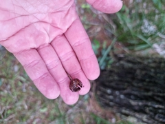 Callitris columellaris