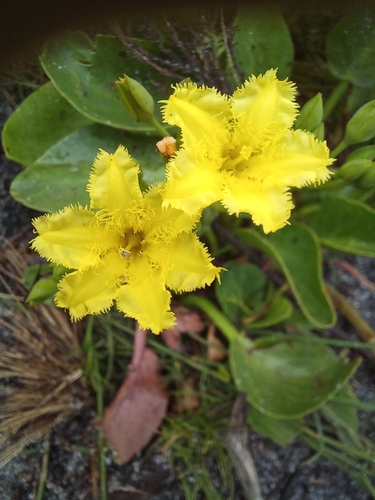 Image of Villarsia goldblattiana by no rights reserved