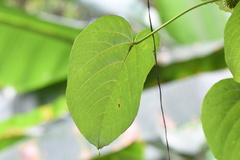 Byttneria grandifolia
