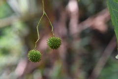 Byttneria grandifolia