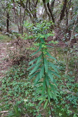 Euphorbia borbonica