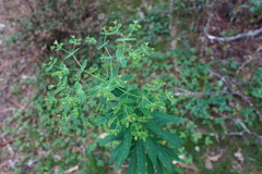 Euphorbia borbonica