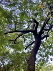 Gleditsia rolfei