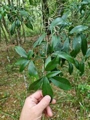 Denhamia celastroides