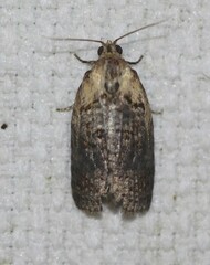 Cryptoptila australana