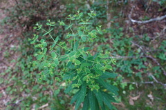 Euphorbia borbonica