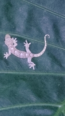 Gekko hokouensis