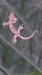 Gekko hokouensis