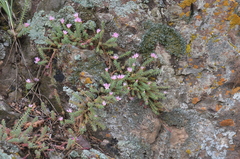 Pseudosedum ferganense