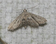 Araeopteron canescens